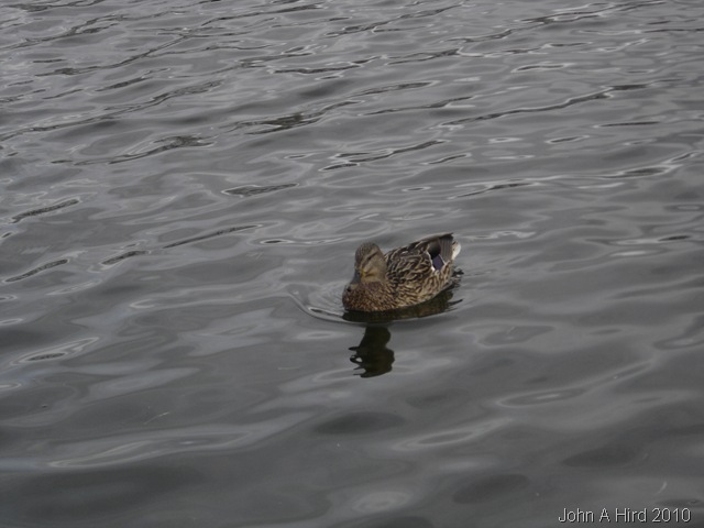 [2010-01-25 002[8].jpg]