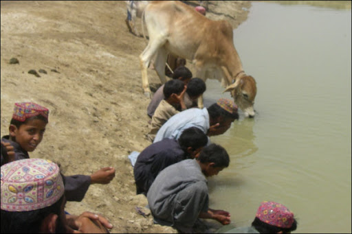 Humans and animals drinking from the same pond of (dirty rain) water !