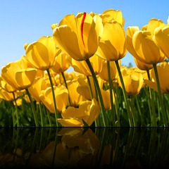Tulips