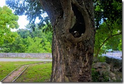 HDR_Tree