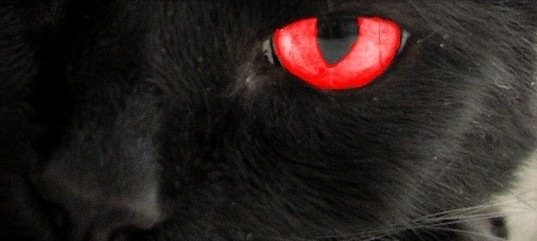 [Gata de olho vermelho[6].jpg]