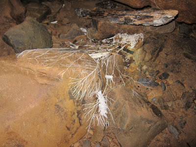 Bamboo fungus