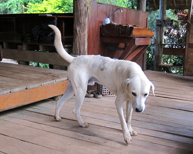 Hungry dog at Cave Lodge