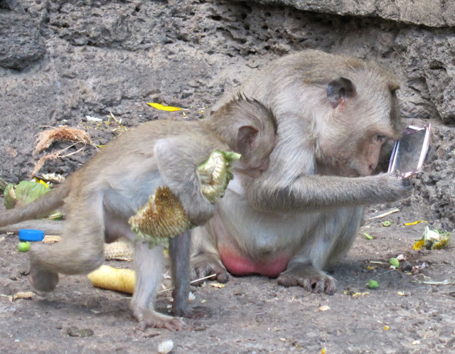 Monkey with a mirror