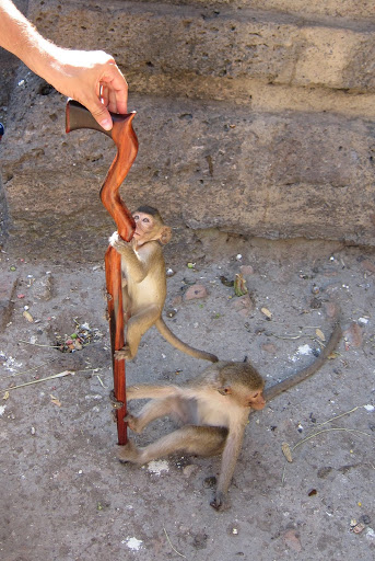 Monkeys climbing my cane