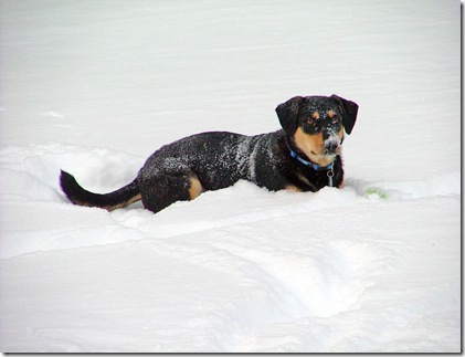 Toby snow Toby snow