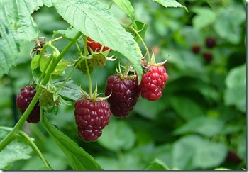 ripe for picking ripe for picking