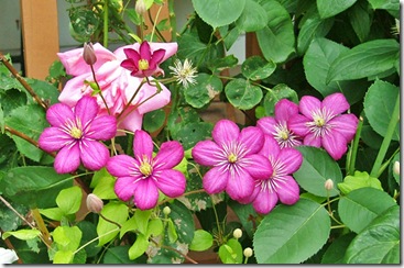 grandmother's garden flowers grandmother's garden flowers