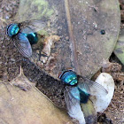 Northern blowfly