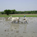 A common village sight
