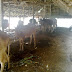The cowshed at the farmhouse