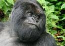 [Gorilla di Montagna[2].jpg]