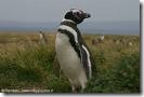 Pinguino di Magellano