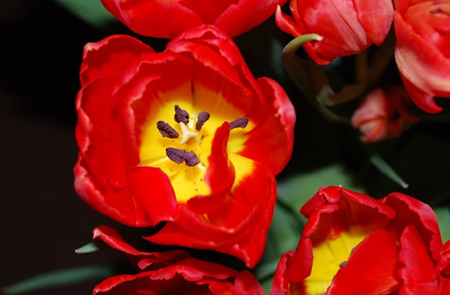[Tulips[5].jpg]