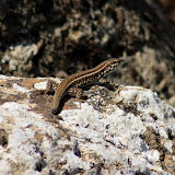 _MG_2546.JPG