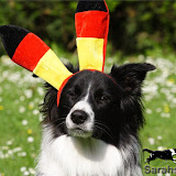14. Juni 2010 - Agility-Training Button und mehr
