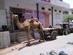 Jaipur