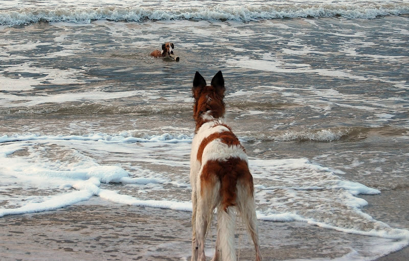 http://lh4.ggpht.com/_ehe-zMntaf0/TMwu7vdBakI/AAAAAAAAIOY/dzbMDuE7k7Q/s800/DSC_4436.JPG