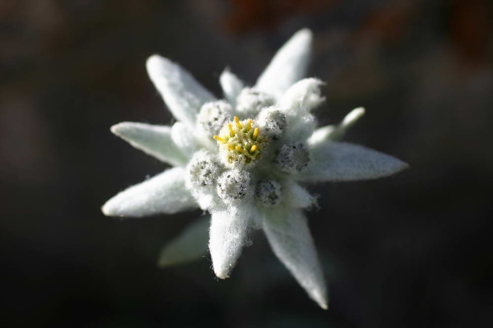 [IMG_7684-Edelweiss[7].jpg]