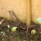 potager
