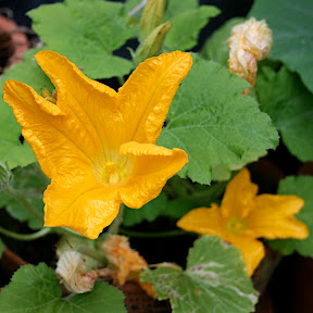 fleur de courgette