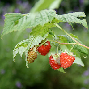 framboise
