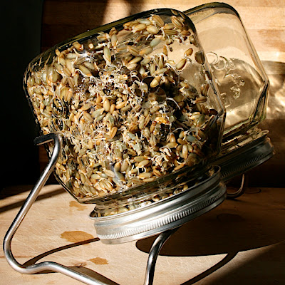 Grains seigle germés. Germoirs en verre & grille inox sur support acier inoxydable.