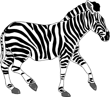 Zebra