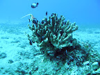  underwater