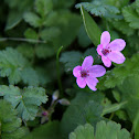 Redstem filaree