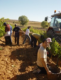 Vendimia en La Horra Vendimia en La Horra