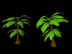 Tropical Tree