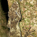 Southern Leaf-tailed Gecko