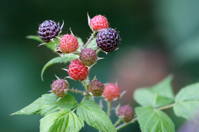 [black-raspberries-636[2].jpg]