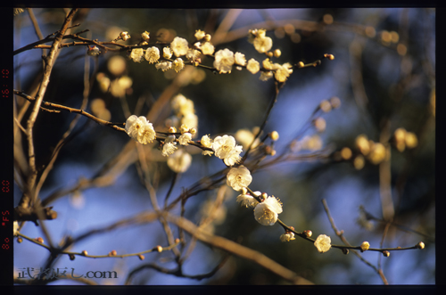 Nikon F6、AF-S VR Micro-Nikkor ED 105mm F2.8G、FUJICHROME PROVIA 100F