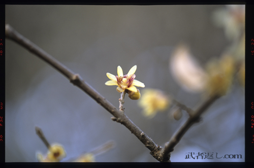 Nikon F6、AF-S VR Micro-Nikkor ED 105mm F2.8G、FUJICHROME PROVIA 100F