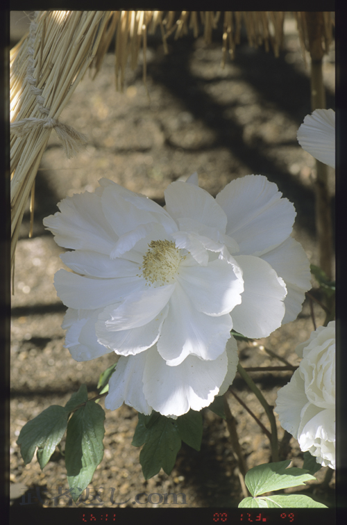 (Nikon F6+MB-40、AF-S VR Micro-Nikkor ED 105mm F2.8G、FUJICHROME PROVIA 100F)