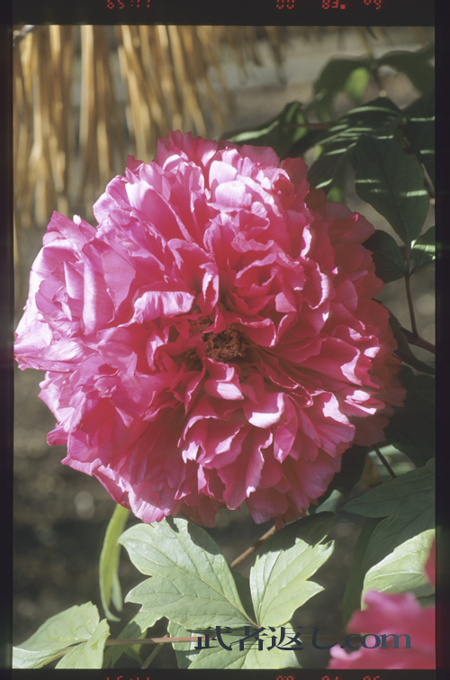 (Nikon F6+MB-40、AF-S VR Micro-Nikkor ED 105mm F2.8G、FUJICHROME PROVIA 100F)
