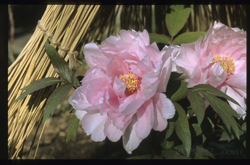 Nikon FM3A、Ai Micro-Nikkor 55mm F2.8S、FUJICHROME PROVIA 100F