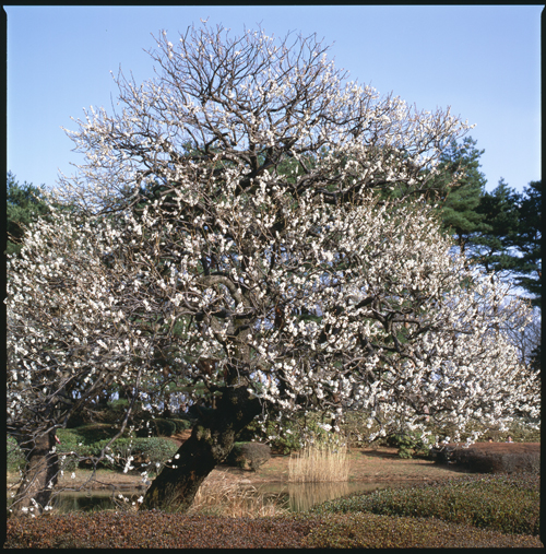 HASSELBLAD 503CW、Carl Zeiss Planar T* CFE 80mm F2.8、FUJICHROME PROVIA 100F