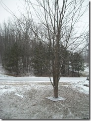 Christmas 2010 023