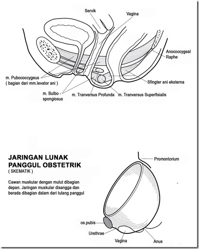 Pelvic Floor copy Pelvic Floor copy