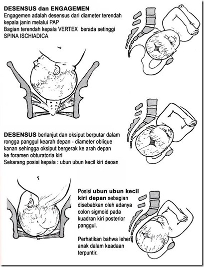 kalsium peninggi badan