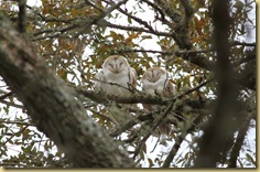 IMG_0422 IMG_0422