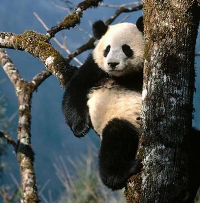 La complicada vida del panda