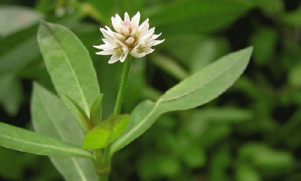 Bayam Dempo