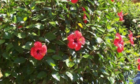 http://lh4.ggpht.com/_f3wO9u5_2e4/SgFSJygj0OI/AAAAAAAAAcU/tZ6gCOAW1EQ/s800/kembang%20sepatu-hibiscus_rosa%20l.jpg
