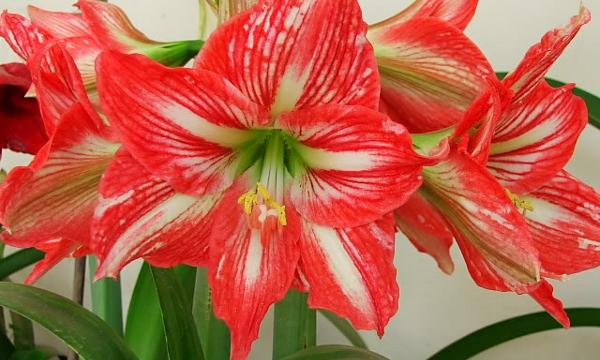 Kembang torong (Hippeastrum puniceum)