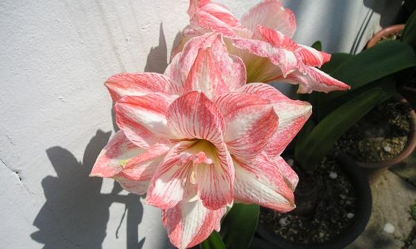 Kembang torong (Hippeastrum equestre)