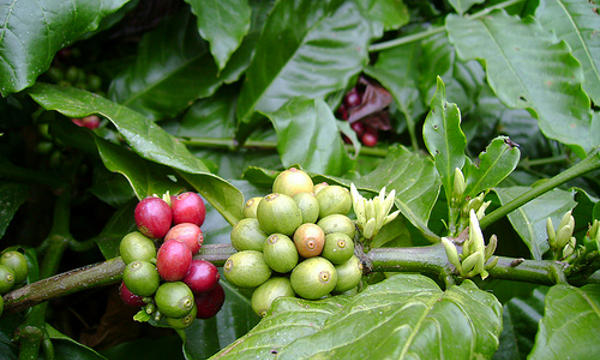 Kopi (Coffea robusta L)